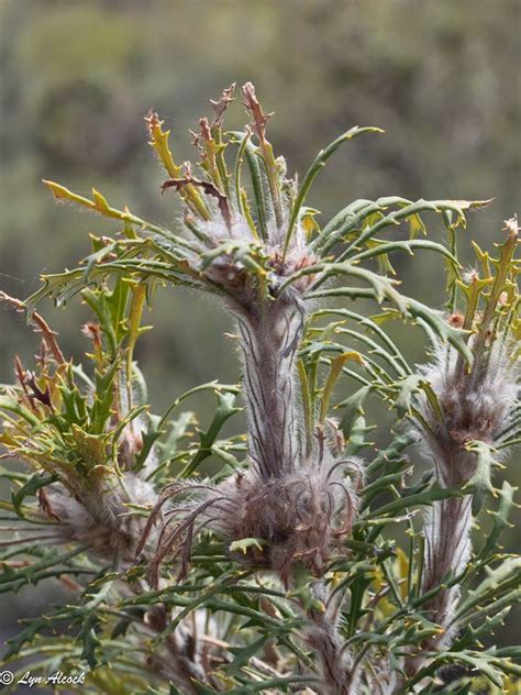 Plantfiles Pictures Dryandra Banksia Cynaroides By Kell