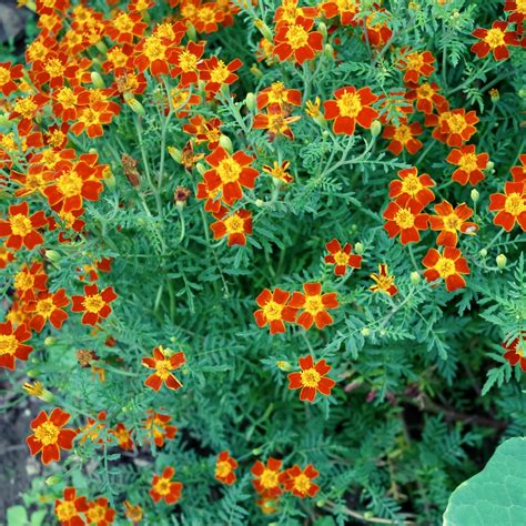 Marigold Red Gem Seeds Tagetes Tenuifolia Garden Seeds Market