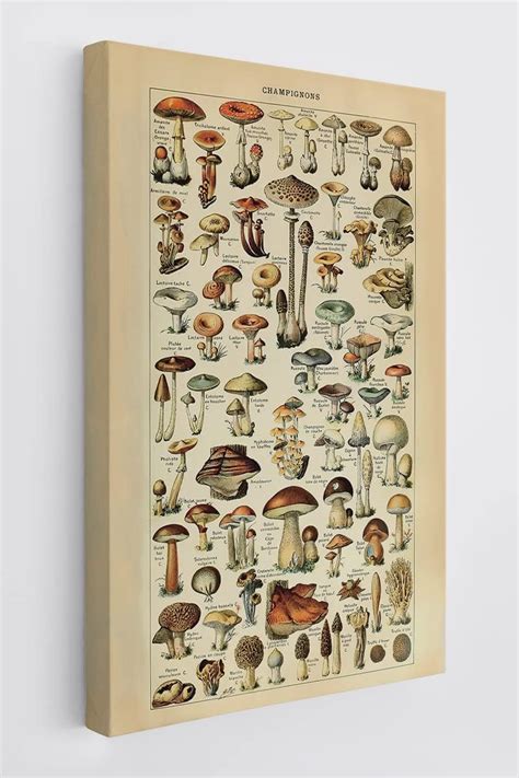 Amazon Bxfahzj Champignons Adolphe Millot Mushroom Wall Art Canvas