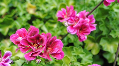 Dark Pink Geraniums Flowers Plant Branches In Green Leaves Background