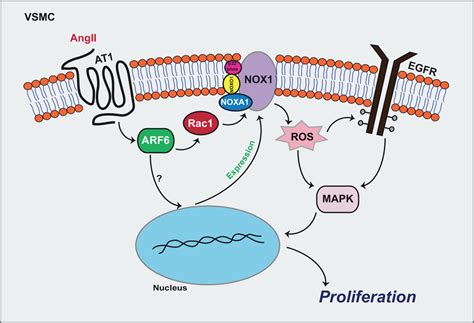 Schematic Representation Of The Molecular Mechanism By Which ARF6