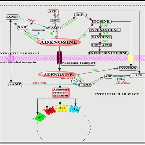 Synthesis And Metabolism Of Adenosine Schematic Diagram To Represent Download Scientific