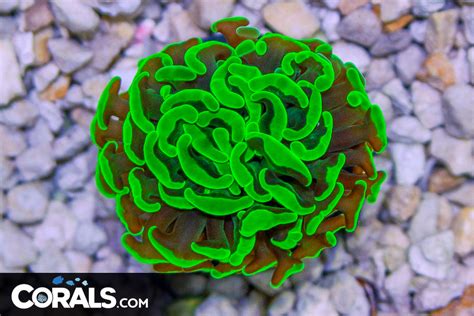 Branching Hammer Frag Australia Neon Corals