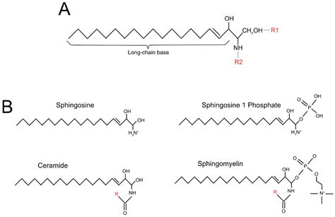 epigenetic regulation mediated  sphingolipids  cancer
