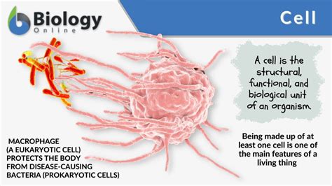 Cell - Definition and Examples - Biology Online Dictionary