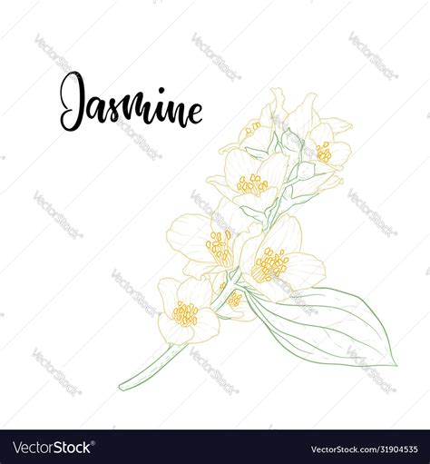 Beautiful branch flower jasmine outline isolated Vector Image