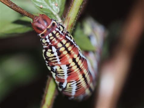 Eumorpha Fasciatus Sphingidae Of The United States Of America