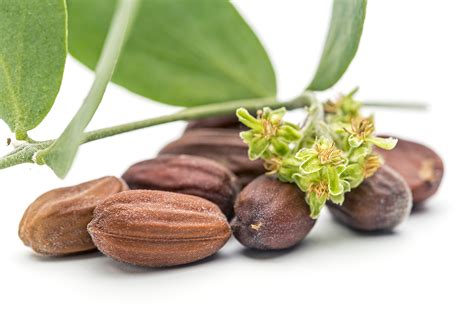 El Aceite De Jojoba Propiedades Y Beneficios Taller Madreselva