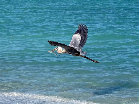 Longboat Key weather page photo: October 22 | Your Observer