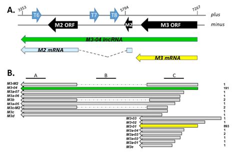 Map Of Genes And Transcripts Within The M M Locus A The M M