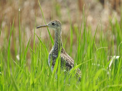 Upland Sandpiper - Wader Quest