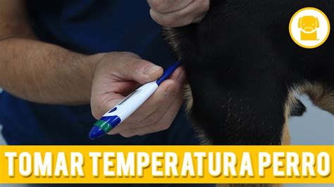 Tomar La Temperatura A Un Perro Cómo Saber Si Un Perro Tiene Fiebre