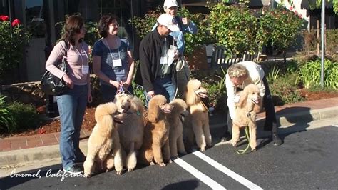 Carmel Poodle Parade Oct 2011 Youtube