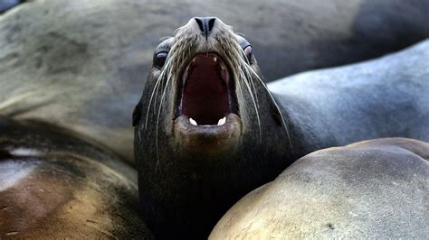 Two sea lion attacks lead to cove closure in San Francisco | US News ...