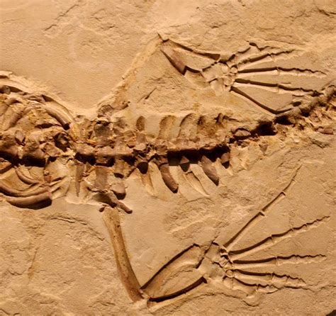 Louisville Fossils and Beyond: Stereosternum Reptile Fossil