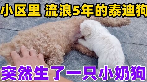 小区里面的一只流浪狗，生了一只小奶狗，让人心疼 Youtube