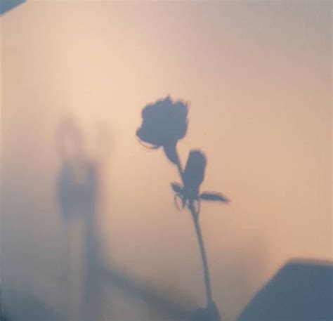 Flowers Shadow And Soft Image Shadow Photography Aesthetic Roses