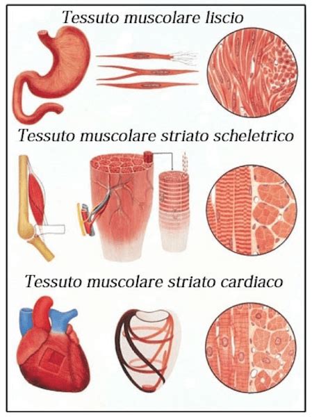 Sarcolemma