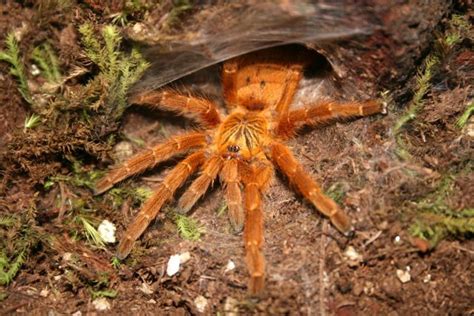 Orange Baboon Tarantula Pterinochilus Murinus