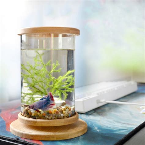 Setting up tropical freshwater fish tank aquariums – Getting Started ...