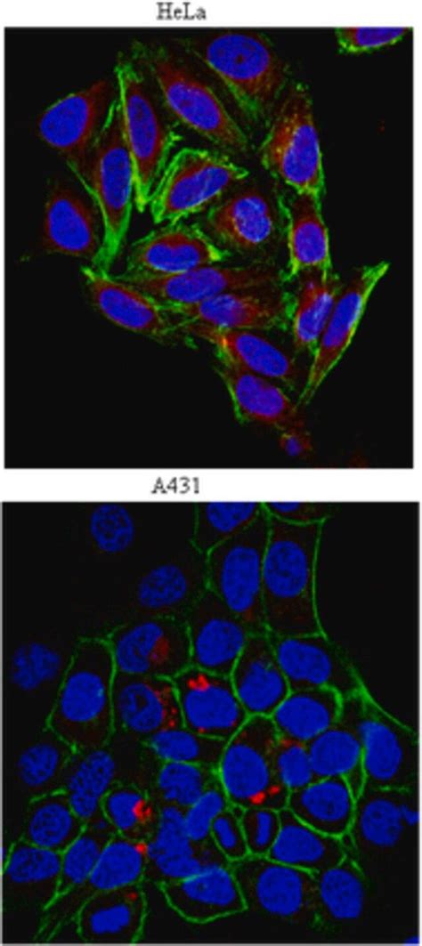 Anti Heparan Sulfate Proteoglycan Perlecan Antibody Clone A L