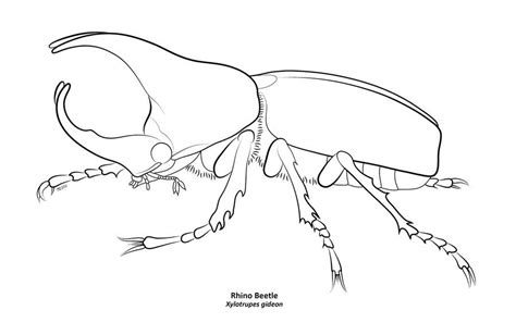 Beetle Drawing Image Drawing Skill