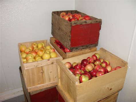 Maine Ly Apples Cider Making