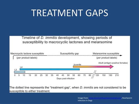 Ppt Heartworm Disease Powerpoint Presentation Free Download Id2066943