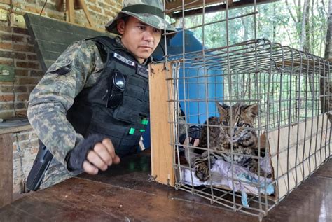 Se intensifican los rescates de animales a través de la línea Ecología