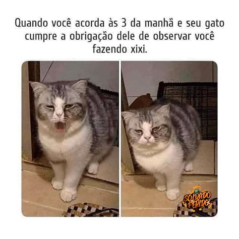 Quando Voc Acorda S Da Manh E Seu Gato Cumpre A Obriga O Dele De