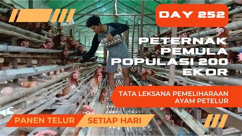 Memelihara Ayam Petelur Dari Doc Sampai Produksi Umur 252 Hari Youtube