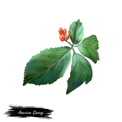 American Ginseng Stock Illustration Illustration Of Homeopathic 24107137