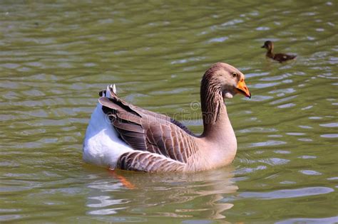 The African Goose In Wild Is A Breed Of Goose Stock Photo Image Of