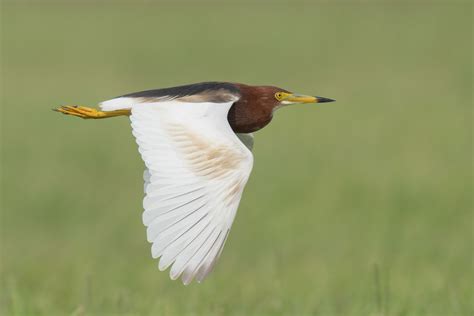 Chinese Pond Heron Birds Of Singapore