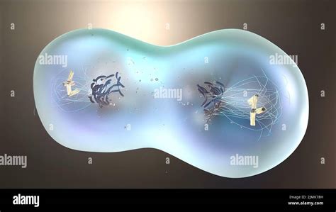 División Celular O Clonación De Células Células Madre Que Se Dividen Bajo El Microscopio