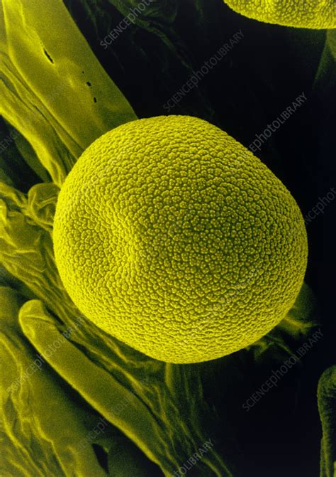 Coloured SEM Of Pollen Grains On Stigma Stock Image B786 0112