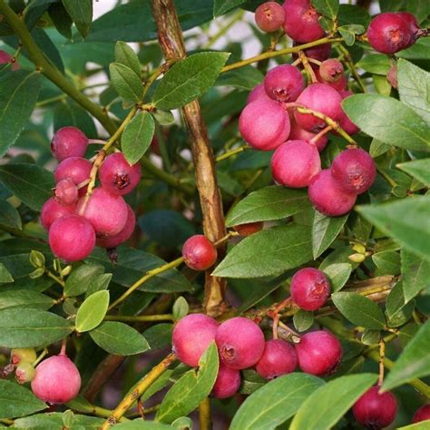 Pink Lemonade Blueberry Bush Dwarf Blueberry Plant Dwarf Etsy