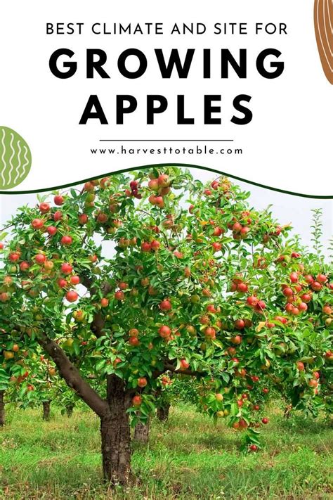 19 Best Apple Tree Varieties With A Guide To Flowering Groups Artofit