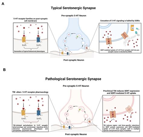 Brain Sciences Free Full Text Strain In The Midbrain Impact Of