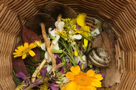 How to Make a Snail Habitat – Woodlark Blog – Woodlark