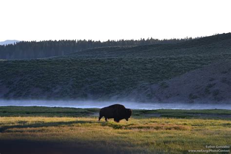 Restoring Our National Mammal: Wild Bison in Yellowstone - The National ...