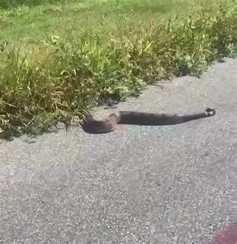 Vídeo Morador flagra cobra jibóia atravessando a Av Prefeito Alberto