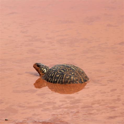 Box Turtles Out In The Ranch Pastures Often Only See Water After A Rain