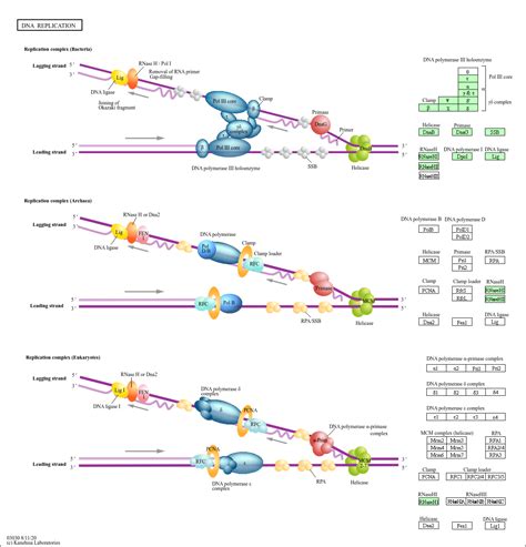 KEGG PATHWAY DNA Replication Aeromonas Schubertii