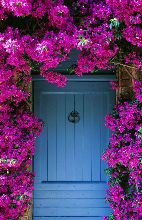 Grow Your Garden Vertically With These Favorite Flowering Vines