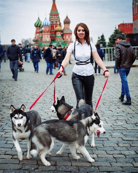 Walking Huskies Can Be A Challenge Here Are A Few Tips To Help