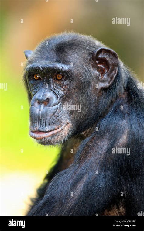 Chimpanzee Pan Troglodytes Troglodytes Adult Singapore Asia Stock