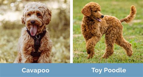 Cavapoo Vs Toy Poodle Which One Should I Choose Hepper