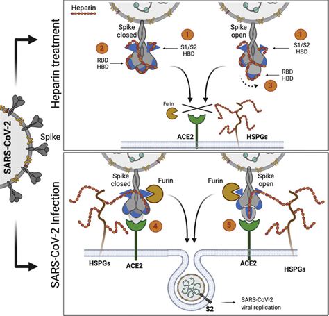 Schematic Diagram Showing The Proposed Mechanisms By Which Heparin And