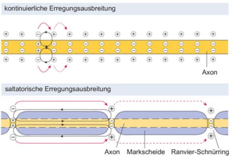 Anatomie Kapitel 8 Nervensystem Funktion U Zusammenarbeit Von